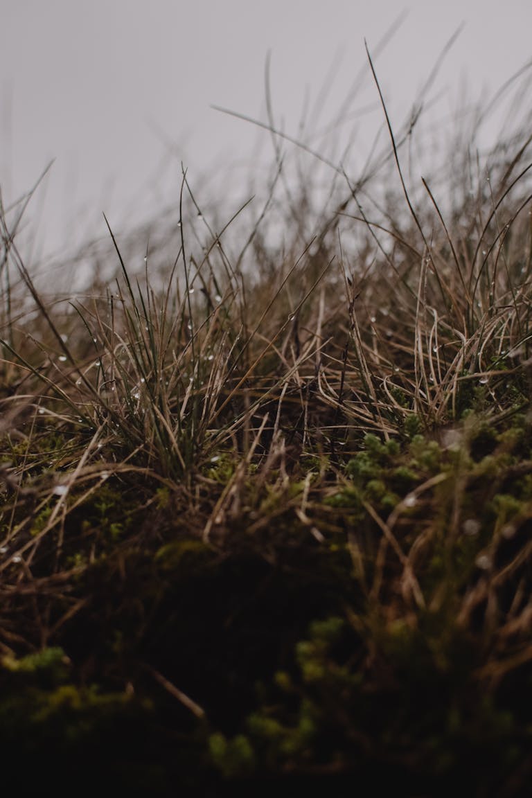 A detailed view of dried grass with water droplets, captured outdoors in Helsinki, Finland.