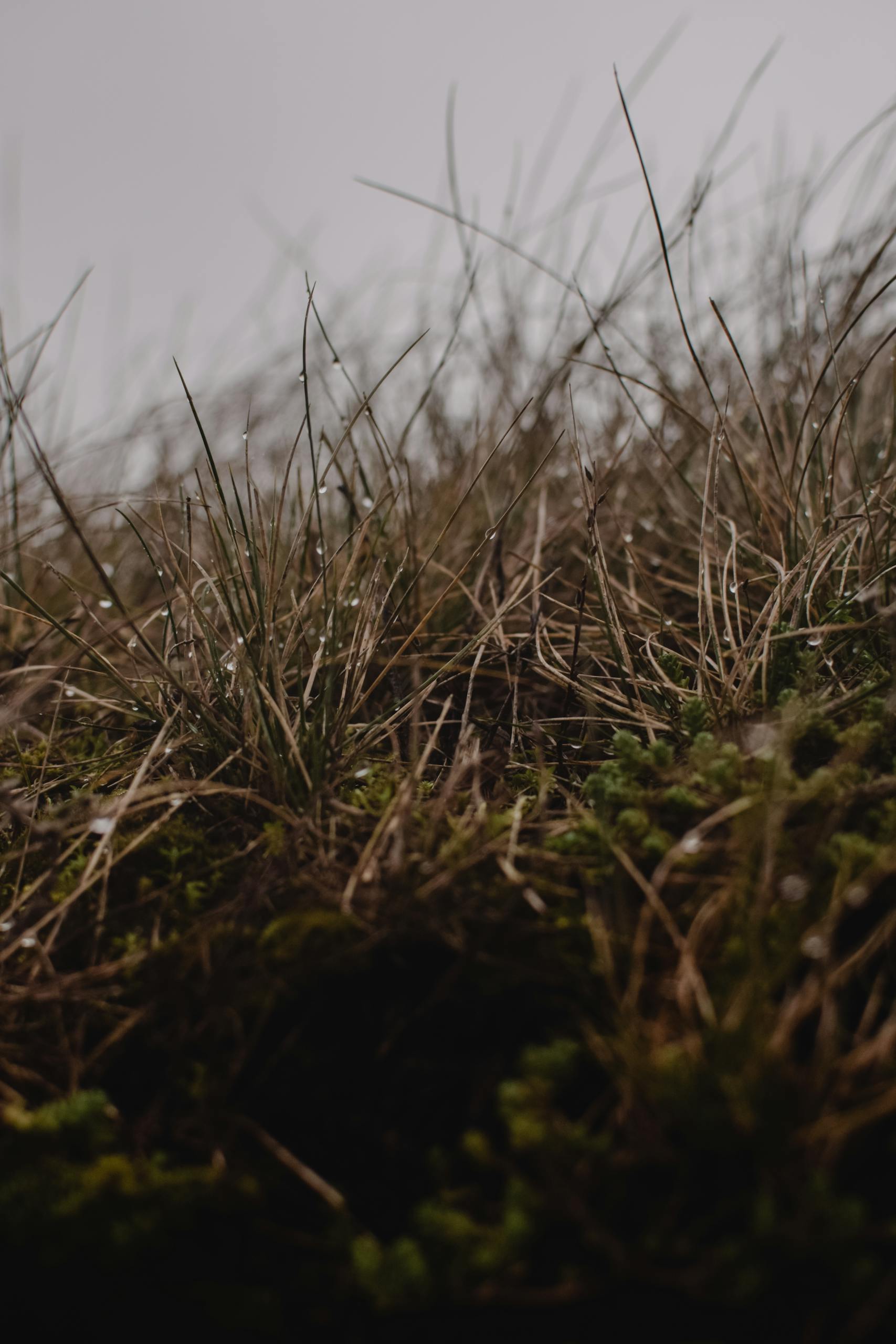 A detailed view of dried grass with water droplets, captured outdoors in Helsinki, Finland.