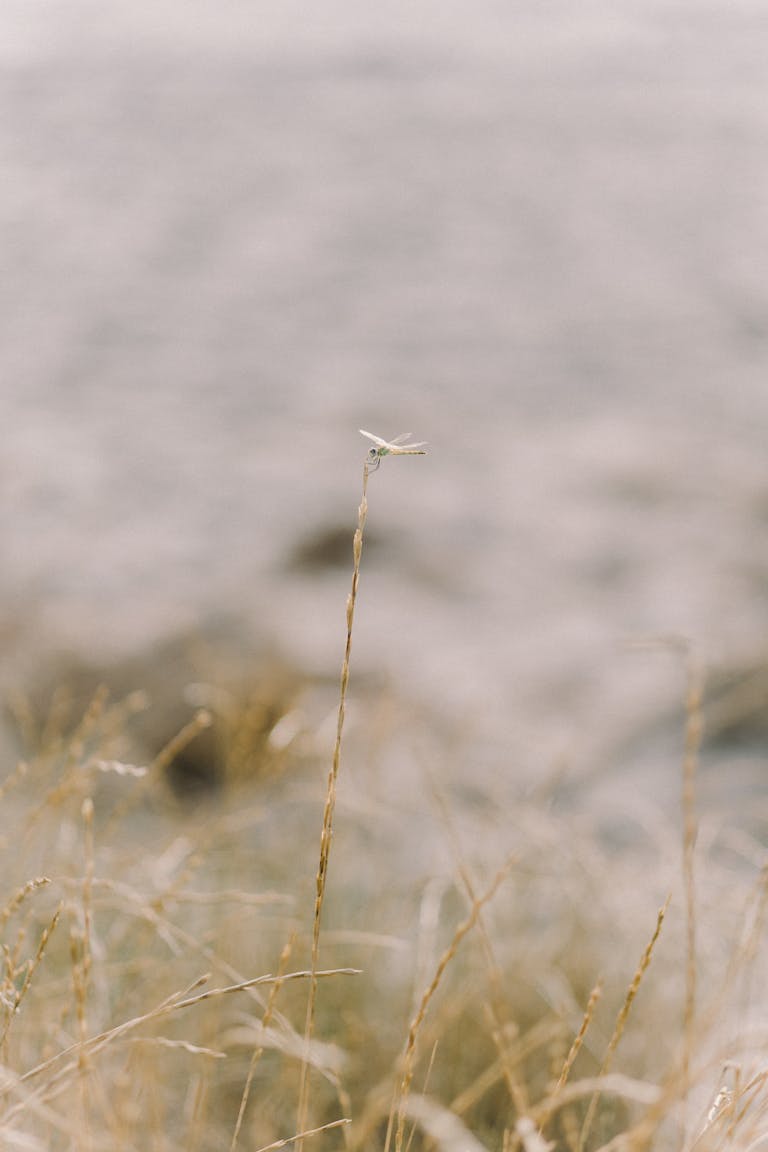 A serene dragonfly perched atop a reed in a peaceful field setting.