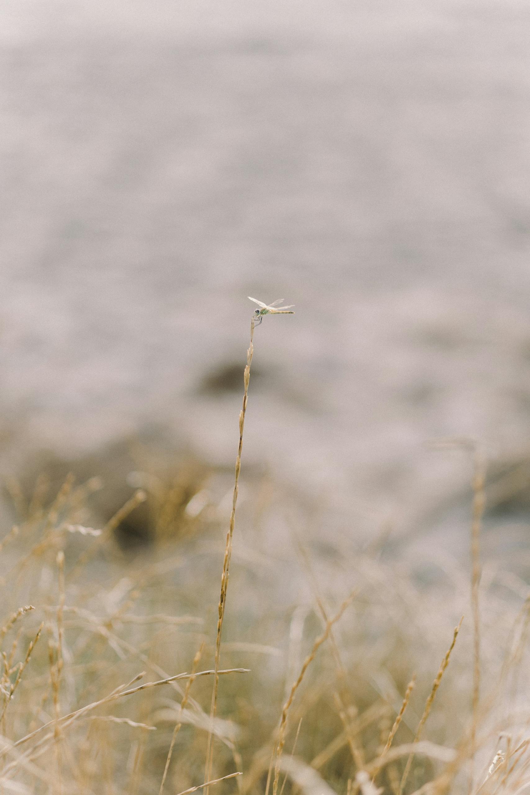 A serene dragonfly perched atop a reed in a peaceful field setting.